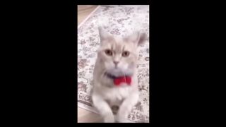 CATS PLAYING