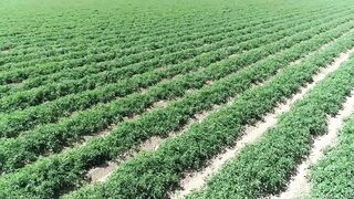 American Agriculture Technology - Harvest Billions Of Tomatoes In California