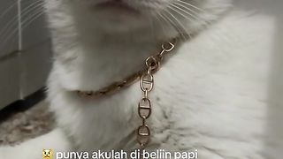 cute white cat 2