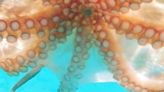 Octopus hd
