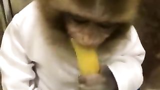 Funny monkey eats potatoes and holds candy at the same time