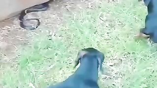 Dog vs snake
