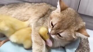 cat with ducklings in its basket - Chat avec canetons