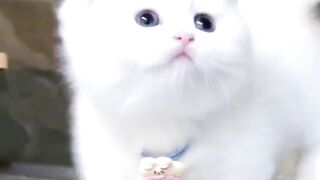 Super cute kitten - Chtons super mignons