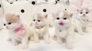 Cute kittens with jewels