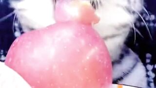 Cat eating apple ????