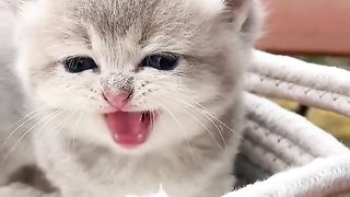 Cute kitten ???? 2