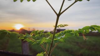 very beautiful nature in the morning