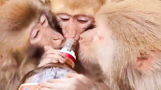 Drunk Monkeys