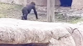 Dancing Monkey 2