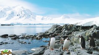 Nature Documentarics || EMHwildlife