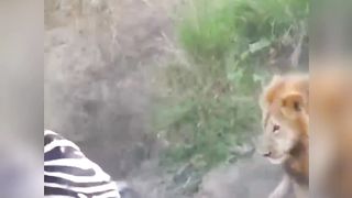 Lion hunting zey|EMHwildlife