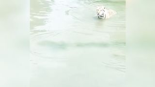 Tiger hunting duck|EMHwildlife