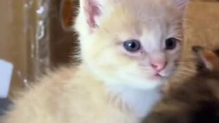 Cute cat 62