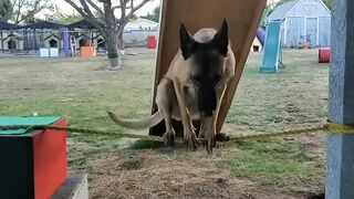 Monkey the Ninja Warrior dog!