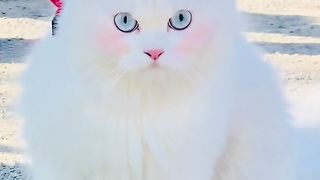 Cute Cat Lover