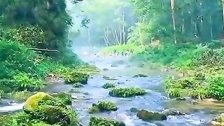 sounds of nature