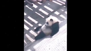 Cute Baby Animals Videos Complitation | Funny and Cute Moment of the Animals
