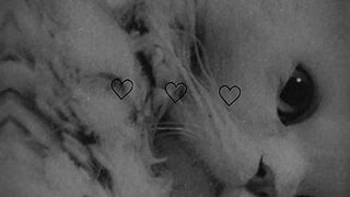 Catoo❤