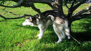 Most Hilarious Dogs and Cats Compilation 2023????????????????.