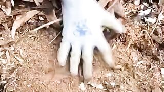 Sannp ka pehra sona kesy mily ga #shorts #short #shortsviral
