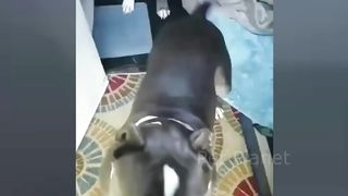 Funny Pitbull and American Bully Videos