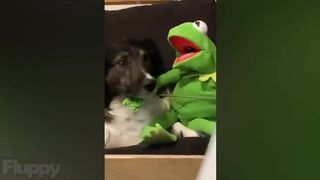 Funny Dog Videos (2023) ???? YOU LAUGH YOU LOSE! ????