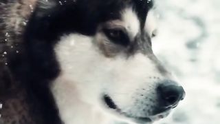 Unique facts about Siberian huskies #animals #doglover #dogs #shorts