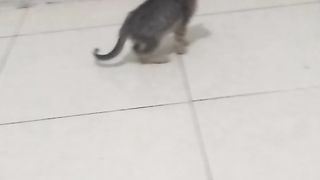 Animal lovers 10
