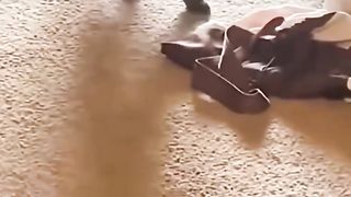 Compilation Funny animals