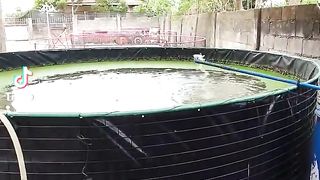 Filtration Setup #agribusiness #agriculture #catfish #hito #hitofarming #backyardfarming