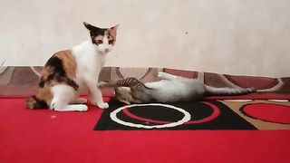 catlovers playing