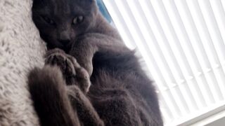 Litte cat