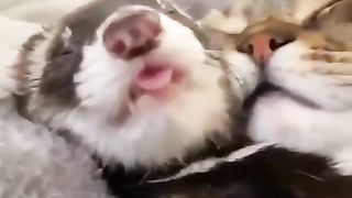 Funny animals videos
