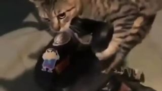 Funny animals video #2