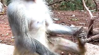 Animals monkey