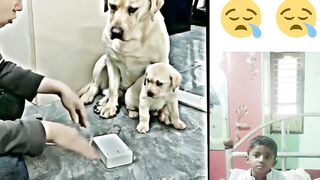 Mother dog feeling is very painful????????