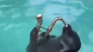 Seal Playing the Trumpet Cute