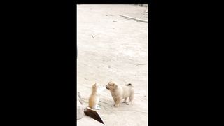 a collection of videos showcasing the adorable miracle of canine and feline friendship