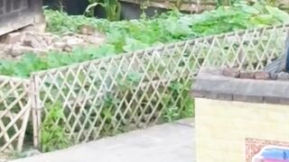 dora salah beli anjing