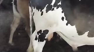 Cow is pet Animal