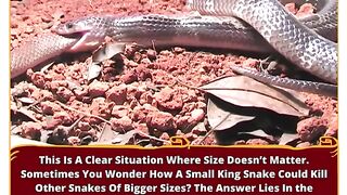 King Snakes: The Deadly Constrictors of the Animal Kingdom