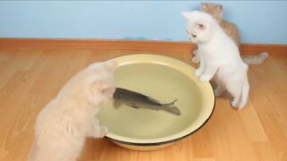 Reaksi kucing lucu ini ketika melihat ikan