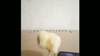 Disco Chick