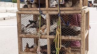 Hens traveling on bike.....https://www.febspot.com/ref/425062