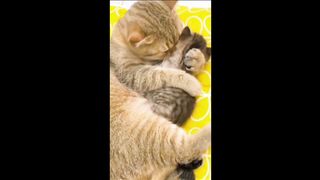 A Cat Mother Lovingly Taking Care of Her Kittens