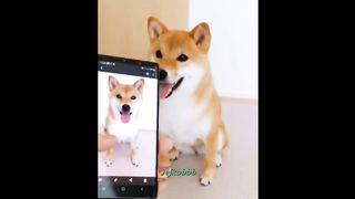 Doge reacts to phone meme compilation