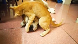 Cat and Dog Develop a Friendship