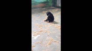 Funny chimp video of a youngster sniffling