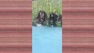 Funny Cat dog and animal videos